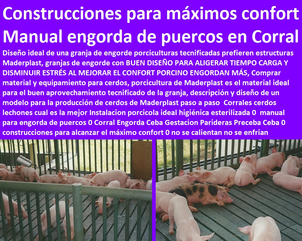 Corrales cerdos lechones cual es la mejor Instalacion porcicola ideal higiénica esterilizada 0  ceba, engorde cerdos, porqueriza cría de lechones, pisos jaulas comederos, porcicultura jaulas, corrales, parideras, porcinas corral, gestación cerdas, parto cerda, lechonera, destete, jaula pre ceba porcinos, corraleja, manual para engorda de puercos 0 Corral Engorda Ceba Gestacion Parideras Preceba Ceba 0 construcciones para alcanzar el máximo confort 0 Corrales cerdos lechones cual es la mejor Instalacion porcicola ideal higiénica esterilizada 0  manual para engorda de puercos 0 Corral Engorda Ceba Gestacion Parideras Preceba Ceba 0 construcciones para alcanzar el máximo confort 0